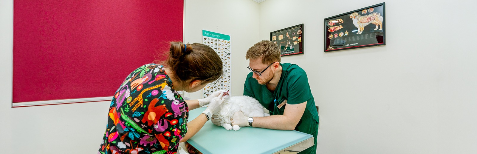 VETERINARY CARE