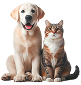 Cats & dogs