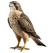 FALCON